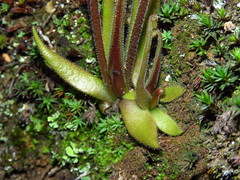 Pinguicula heterophylla