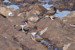 Haematopus palliatus