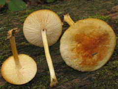 Marasmius strictipes