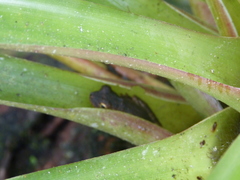 Osteocephalus oophagus