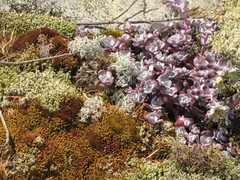 Sedum spathulifolium