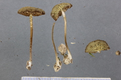 Simocybe phlebophora