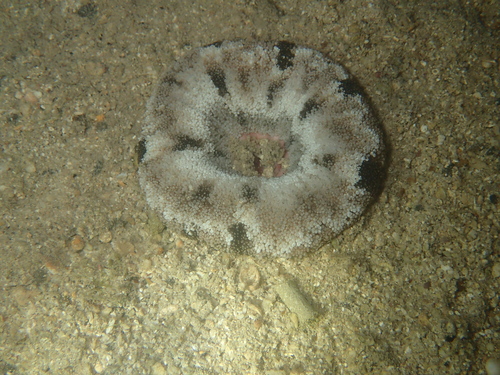 Actinoporus elongatus