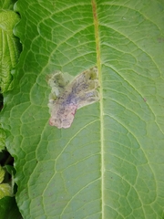 Pegomya bicolor