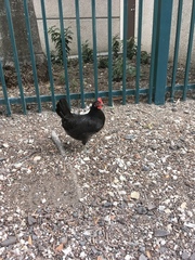 Gallus gallus domesticus