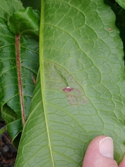 Pegomya bicolor