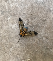 Gymnelia ethodaea