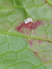 Pegomya bicolor