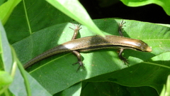 Mabuyinae