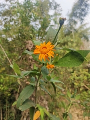 Lasianthaea macrocephala