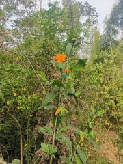 Lasianthaea macrocephala