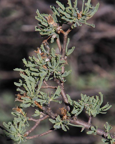 Othonna divaricata