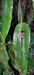 Pleurothallis galerita