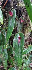 Pleurothallis galerita