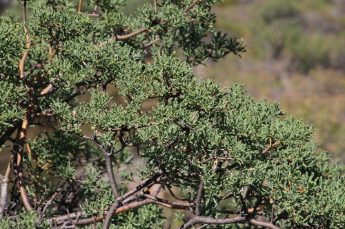 Othonna divaricata