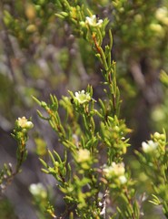 Diosma acmaeophylla