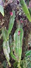 Pleurothallis galerita