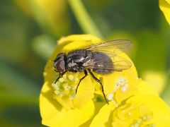 Musca tempestiva