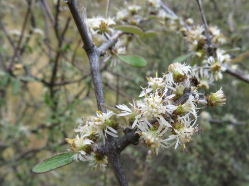 Olearia odorata Petrie