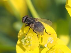 Musca tempestiva
