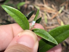 Euphyllura olivina