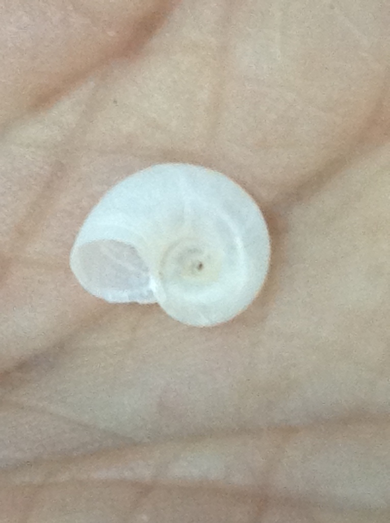 Cochliolepis adamsii