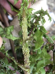 Hyperomyzus lactucae