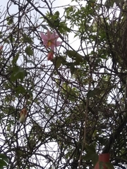 Passiflora tarminiana