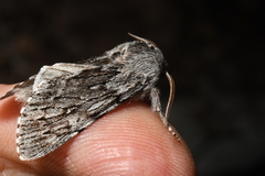 Brachionycha borealis