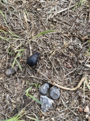 Phyllophaga cribrosa