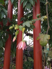 Passiflora tarminiana