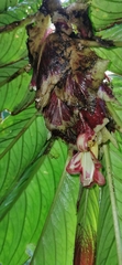 Columnea medicinalis