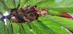 Columnea medicinalis