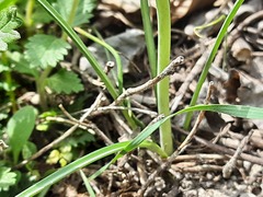 Ornithogalum sintenisii