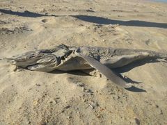 Carcharhinus plumbeus