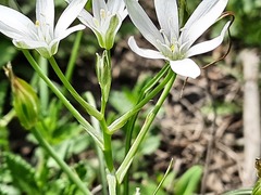 Ornithogalum sintenisii
