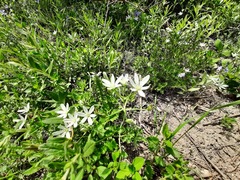 Ornithogalum sintenisii