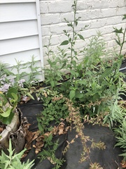 Symphyotrichum drummondii