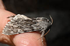 Brachionycha borealis