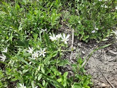 Ornithogalum sintenisii