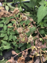 Symphyotrichum drummondii