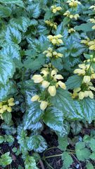 Lamium galeobdolon argentatum