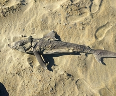 Carcharhinus plumbeus