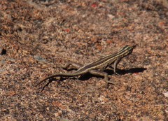 Platysaurus capensis