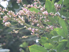 Andira inermis