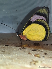 Batesia hypochlora