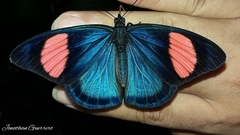 Batesia hypochlora
