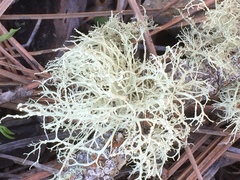 Usnea intermedia