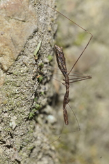 Ploiaria antipodum