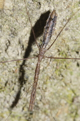 Ploiaria antipodum